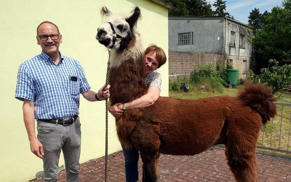 Bürgermeister Markus Fuchs hält ein Lama an einem Zügel fest. Pfarrerin Wiltrud Bauer hat die Arme um den Hals des Tieres geschlungen.