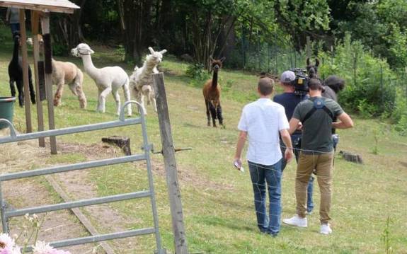 Wiese mit Alpakas und Kamerateam