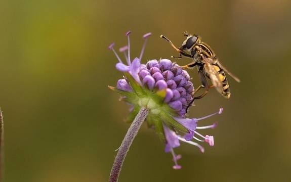 Blume mit einer Biene, Naturschutz