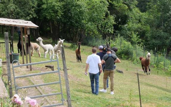 Der SR filmte auf die Alpakas und Lamas von Pfarrerin Bauer. Foto: Sand/Gemeinde image-362